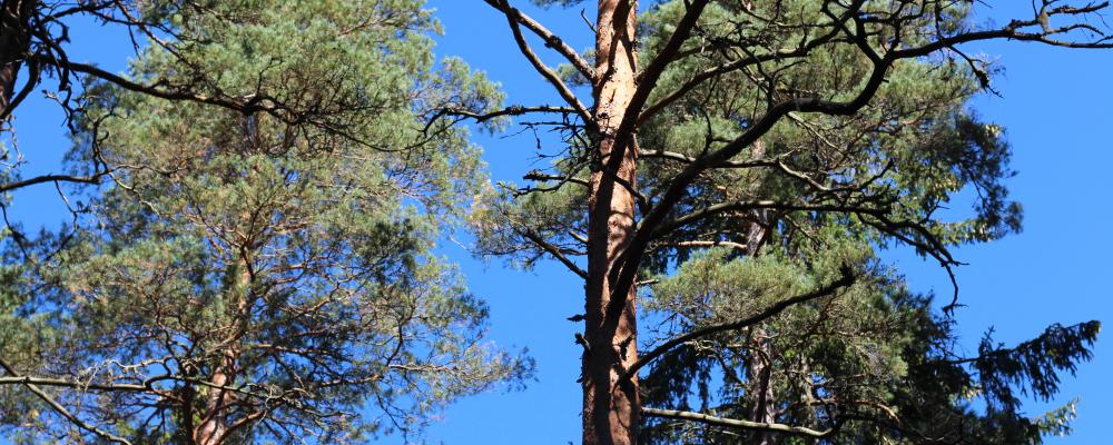 The main outcome of the partnership project is a proof of concept demonstrating advanced integration of the Species Threat Abatement and Restoration (STAR) biodiversity metric with the Heureka forest planning system, developed by the Swedish University of Agricultural Sciences and currently used by Stora Enso for its forestry business decisions.