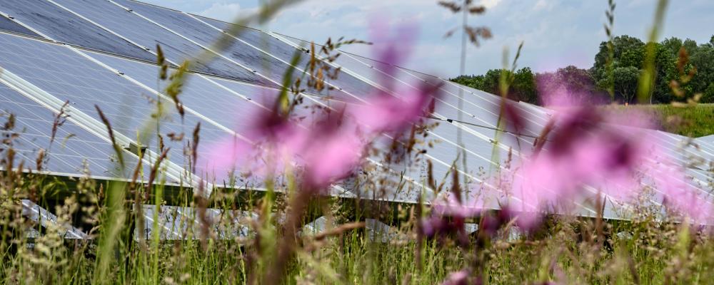 Solpark. Pressbild: EnBW