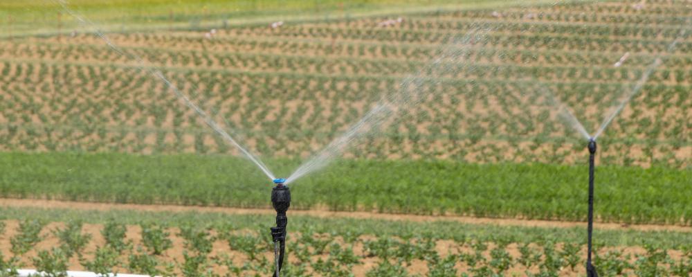Bevattning av jordbruksmark. PFAS-ämnet TFA kan bildas från vissa växtskyddsmedel. Foto: Being Organic in EU/Unsplash