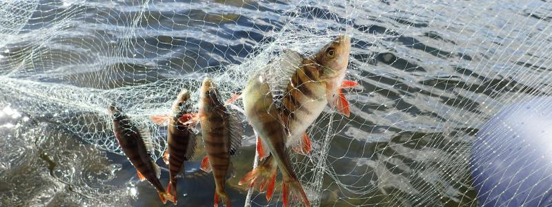 Abborre från Vättern i PFAS-studie Foto: Naturhistoriska riksmuseet