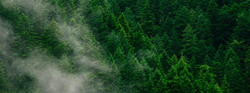 Foto: Andrew Coelho/Unsplash
