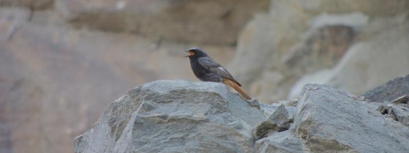 En solbelyst bergvägg i en aktiv bergtäkt – med rätt planering kan täkter bli värdefulla livsmiljöer för rovfåglar, backsvalor och insekter. Foto: Onsala Biokonsult AB/SBMI