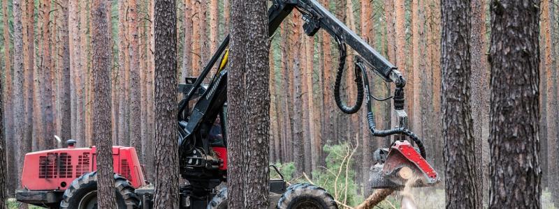 Om Sverige får en liknande status som Finland, kan svenska aktörer som handlar med berörda varor också omfattas av förenklade skyldigheter. Men tills en sådan klassificering är fastställd gäller fortsatt att aktörerna måste följa hela förordningens kravprofil. Foto: Creative Commons lic, pixabay, kredit: Mario Hagen