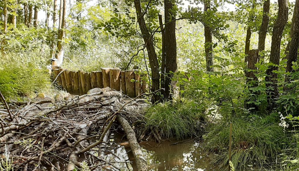 Erosionsskydd i Ödegärde, Göta älv. En palissad av träpålar nedtryckta i botten för att skydda området bakom mot erosion. Träpålar är en lättare konstruktion och tar mindre yta i anspråk än en stenskoning. De bidrar även med att tillföra död ved till områden och kan utgöra ett substrat för organismer. 
Foto: SGI/Per Danielsson
