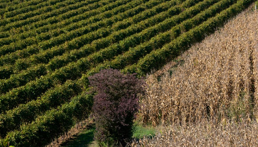 Antonio Calanni/AP/TT: En vingård där det tillverkas prosecco i Colle Umberto i norra Italien. Bild från i höstas.