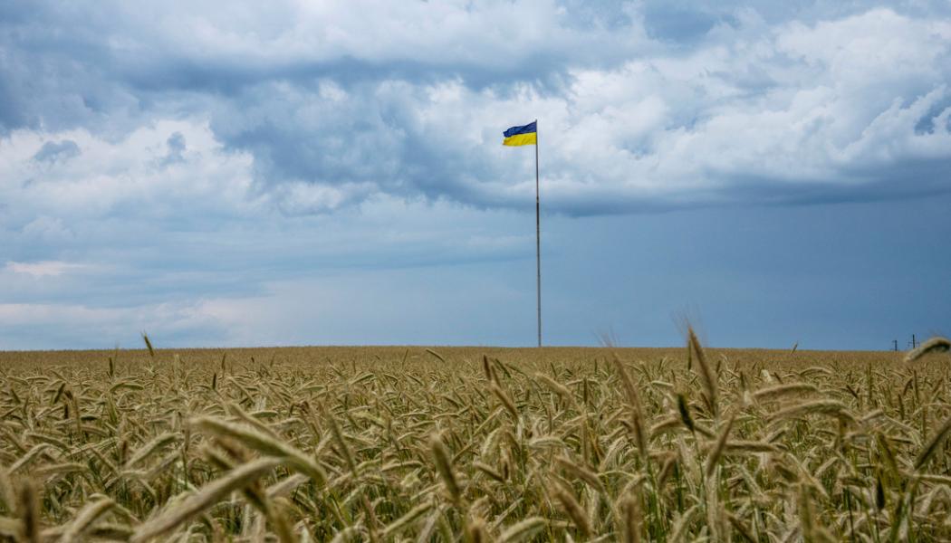 Nariman El-Mofty/AP/TT: Ändlösa veteåkrar på Ukrainas bördiga svarta lössjord. Bild från i juni.
