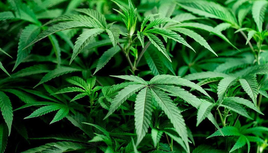Charlie Riedel/AP/TT: Mannen hade vid ett slumpmässigt drogtest THC-syra i blodet. Det är en rest efter cannabisbruk. Arkivbild.