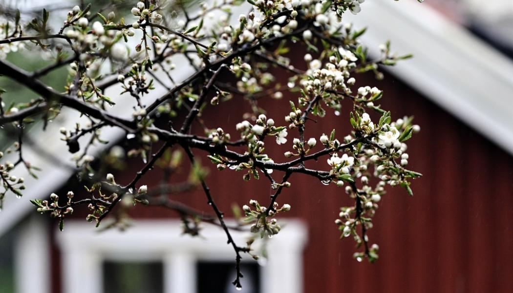 Hasse Holmberg/TT: Försäljningen av fritidshus har dämpats i Sverige det senaste året. Arkivbild.