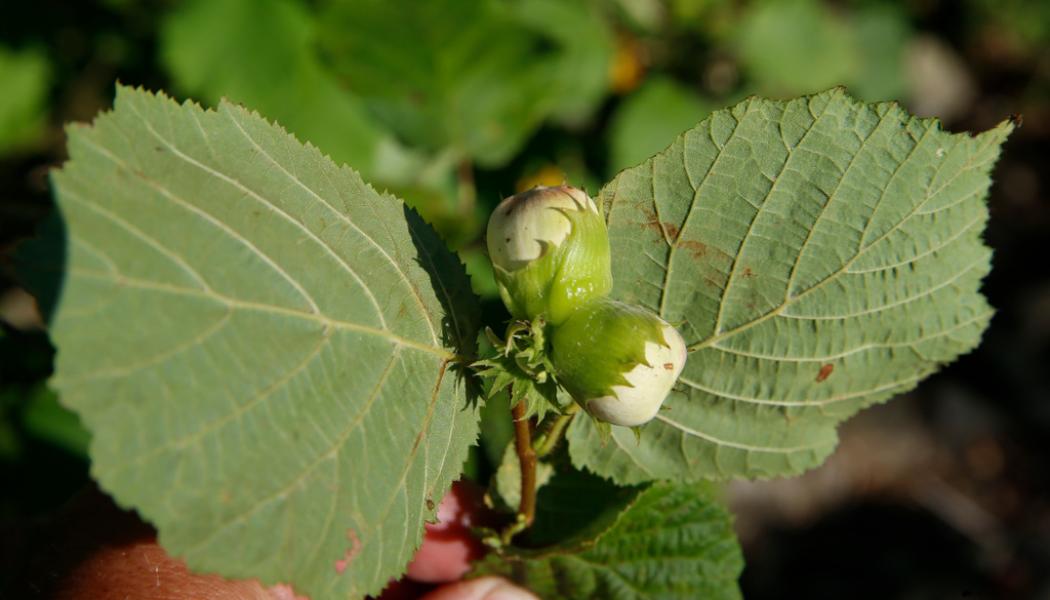 Terje Pedersen/NTB/TT: Hassel växer naturligt i Europa, men har det kämpigare i Australien. Arkivbild.