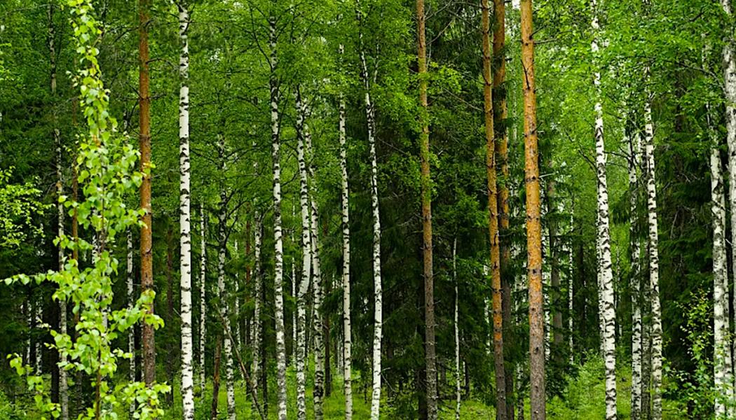 Metsä Group’s decision to create its own certification group centralises procedures within the company but raises questions about market balance, competition and the bargaining power of forest owners. Photo: Metsä Group