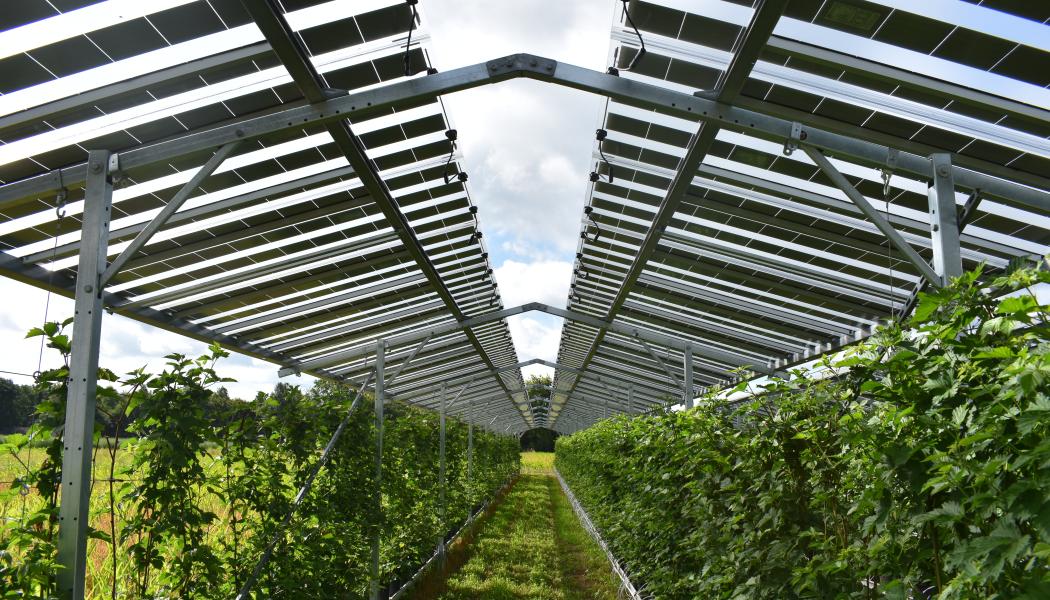 Kombinationen av odling och elproduktion har testas framgångsrikt i Nederländerna. Foto: Agri-PV