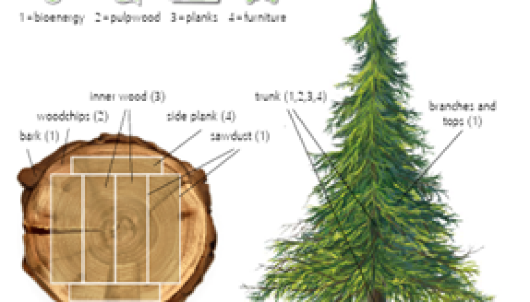 All parts of a tree are used. Copyright: The Paper Bag and PEFC™