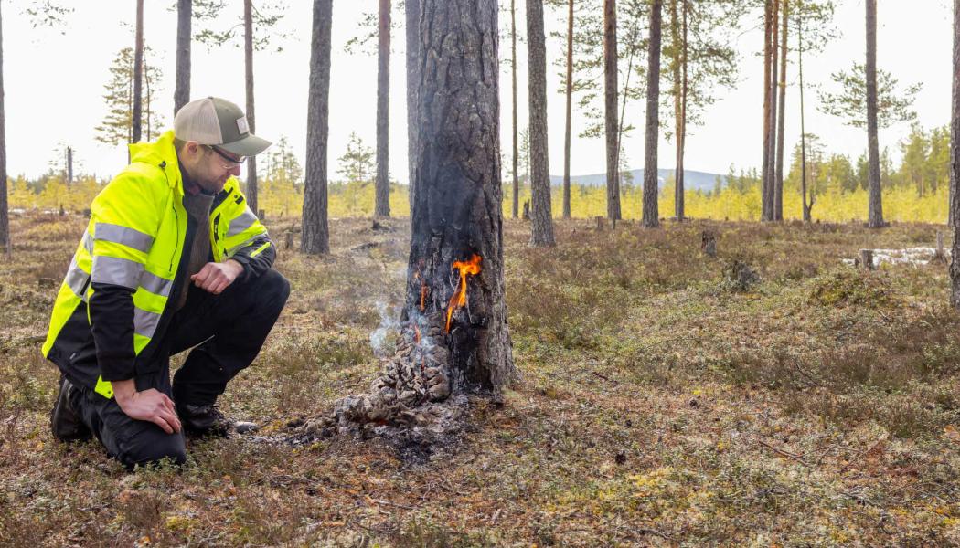 Lukas Holmström, naturvårdspecialist vid SCA, vid en 