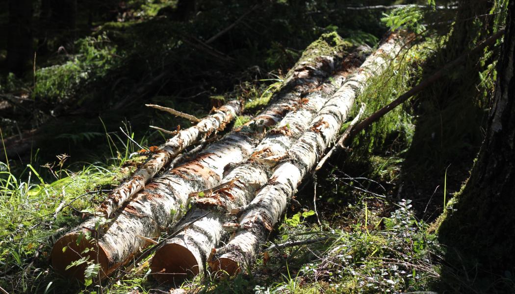 “This stage of development allows us to move forward with confidence and shows that birch wood – one of Latvia’s valuable natural resources – can serve as the basis for high-quality cosmetic raw materials