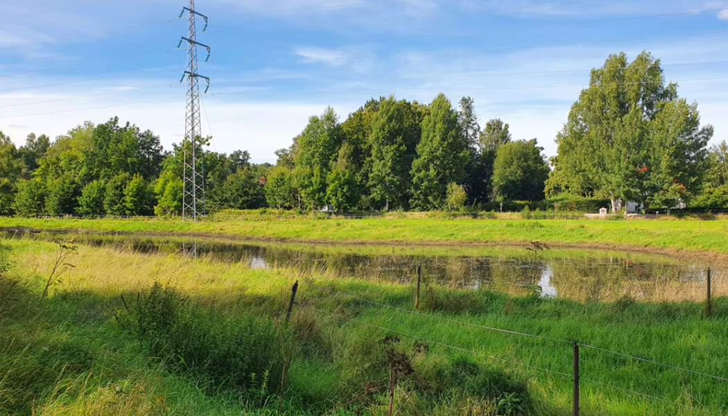 Dagvattendammar fångar upp och renar dagvattnet. Foto: Örebro kommun