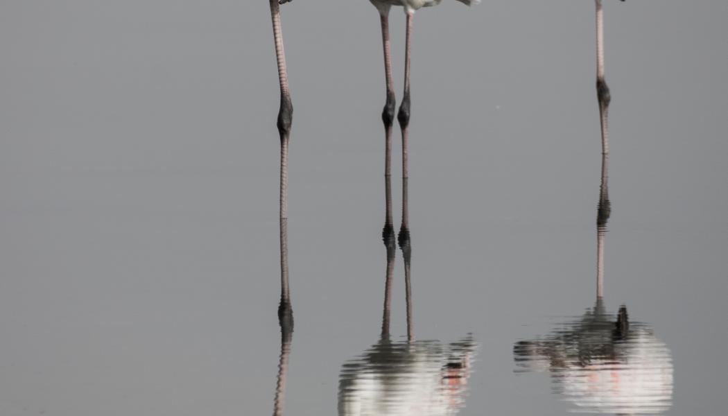 Foto: El Golli Mohamed/Wikimedia Commons