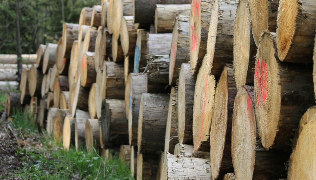 Restprodukter från skogen ska rena vatten. Foto: nipun jagtap/unsplash