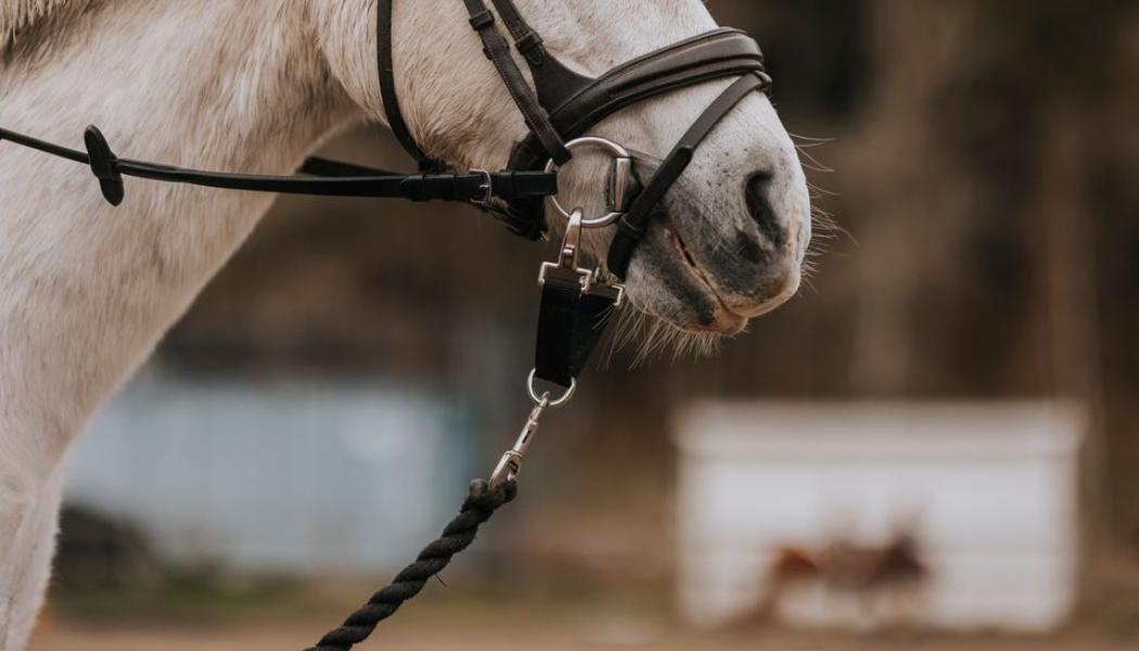 Den nya ridanläggningen uppförs i samarbete mellan Jönköpings kommun, Vissmålen och Asplunds Bygg. Foto: Jönköping kommun