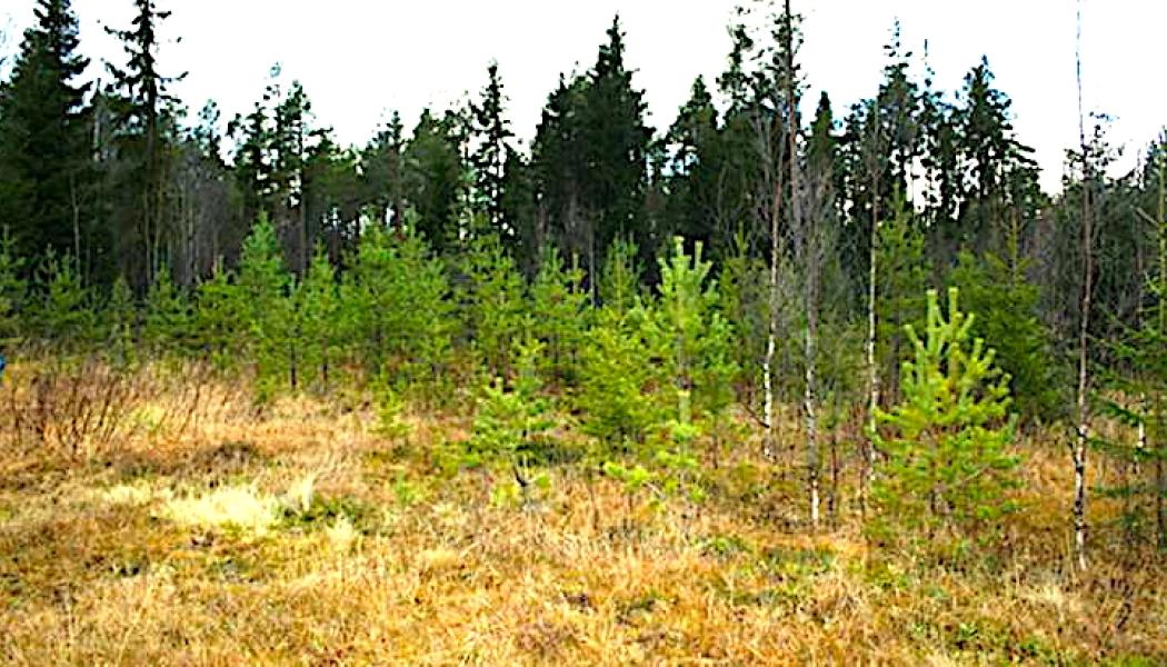 Bilden visar platsen för Häggånfyndigheten, som ligger i Jämtlands län, nära byn Storsjö, inom Bergs kommun. Den är en del av det så kallade Alum Shale-bältet – ett geologiskt skifferområde som sträcker sig över stora delar av Skandinavien och är rikt på olika metaller, inklusive uran, vanadin, molybden, nickel och zink.

Foto: Häggånfyndigheten i oktober 2013 (Bild: Aura Energy)