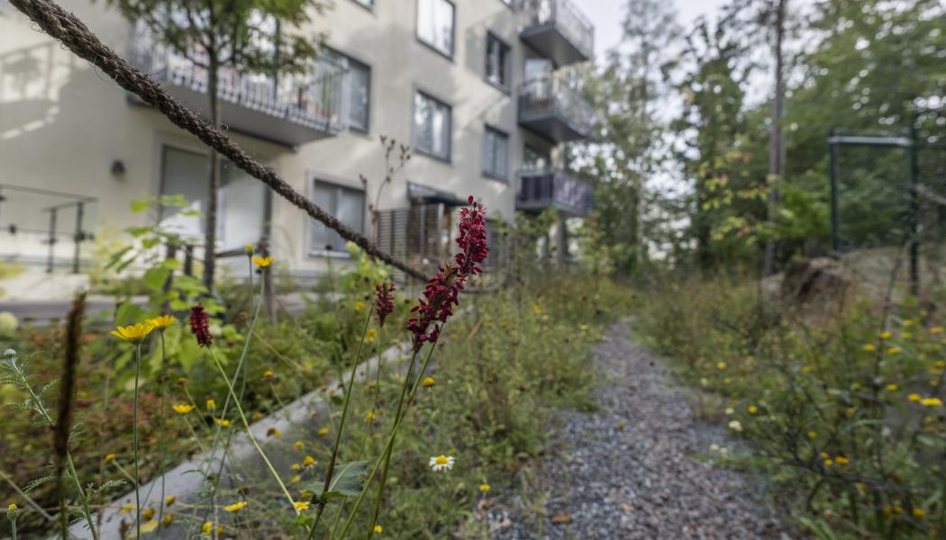 Exempel på fördröjningsyta i form av växtbädd, på Hagsätravägen Rågsved.
Foto: Gustav Kaiser