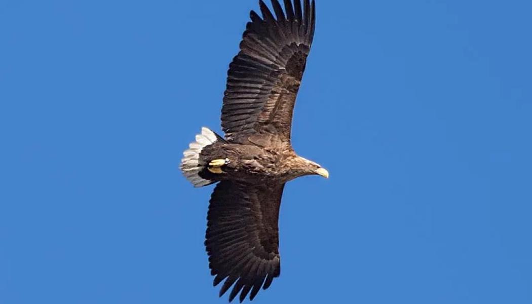 Flera havsörnar dör årligen i kollisioner med vindkraftverk i Finland – forskare kräver skyddszoner och ny teknik för att minska risken.  Foto: Havsörn, Haliaetus albicilla, Wikipedia Common Lic. EM1B6222, kredit: Bengt Nyman 