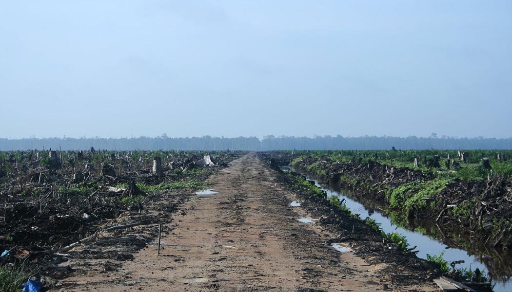Avskogning i Indonesien. Foto: Hayden - Oil Palm Concession/Wikimedia Commons