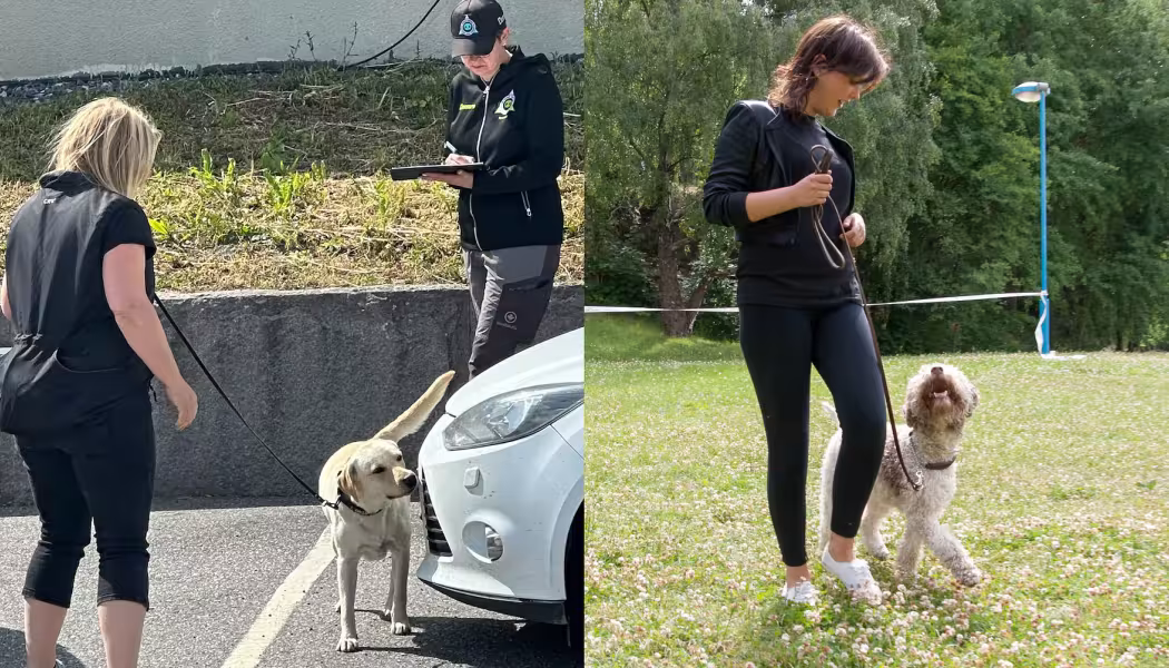 Intresset för att tävla i nosework, rallylydnad och lydnad ökade 2025. Foto: Ewa Arve och Måns Engelbrektsson.