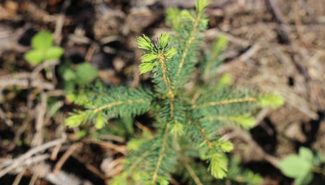 By broadening the circular economy concept to include virgin materials made from biobased feedstocks, the strategy opens new pathways to replace fossil-based inputs with renewable ones. UPM welcomes this ambition.