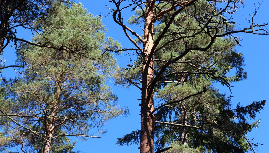 The main outcome of the partnership project is a proof of concept demonstrating advanced integration of the Species Threat Abatement and Restoration (STAR) biodiversity metric with the Heureka forest planning system, developed by the Swedish University of Agricultural Sciences and currently used by Stora Enso for its forestry business decisions. 