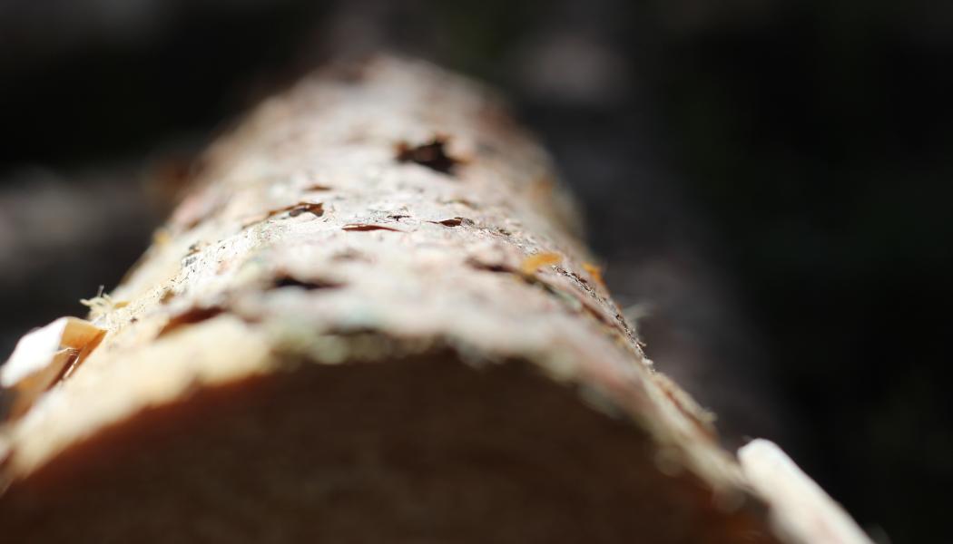 Remsoft provides intelligent planning software for the forestry supply chain. 