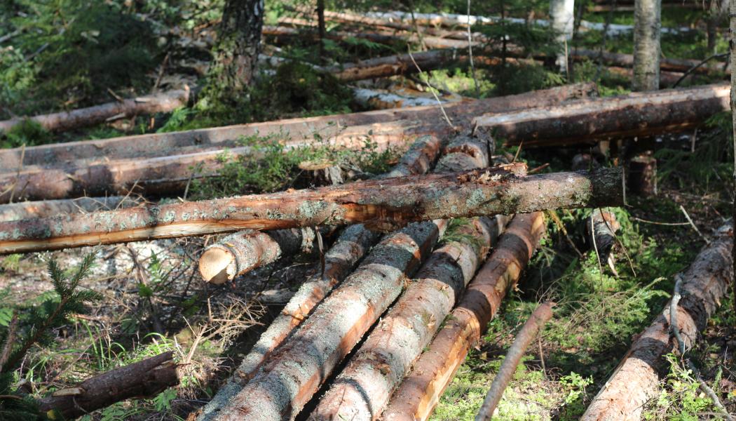 Under våren 2024 har priserna på pappersmassa ökat kraftigt trots en trevande efterfrågan, främst drivet av ett minskat globalt utbud och höga kostnader. 