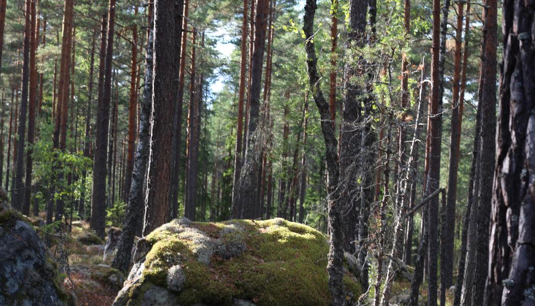 The Swedish FSC standard includes, among other things, detailed requirements on how many trees must be retained after harvesting, how broadleaved trees are to be safeguarded, and how non-native tree species such as lodgepole pine (contorta) may be used. 