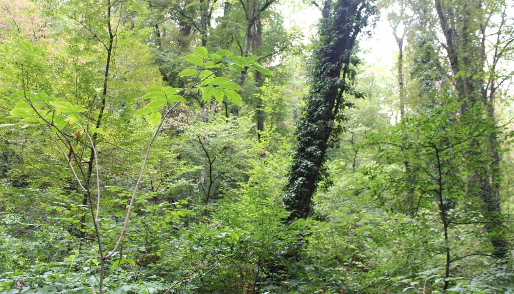 Suzano is the world's largest pulp supplier.