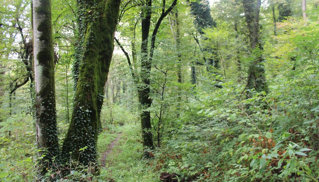 Förekomsten av äldre skog, död ved och lövträd indikerar biologisk mångfald i skogen. Arkivbild.
