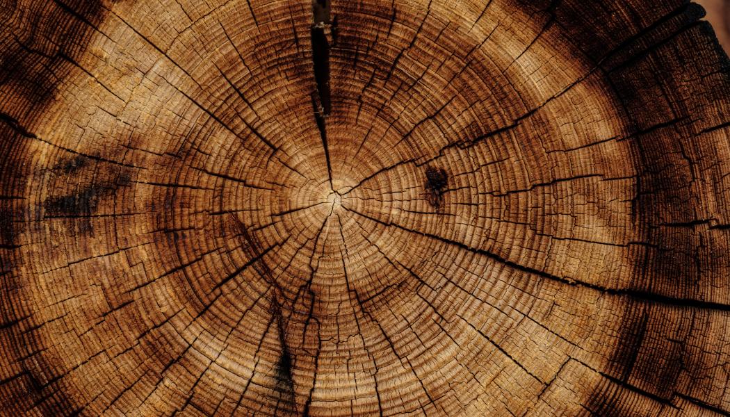 Foto: Joel & Jasmin Førestbird/Unsplash