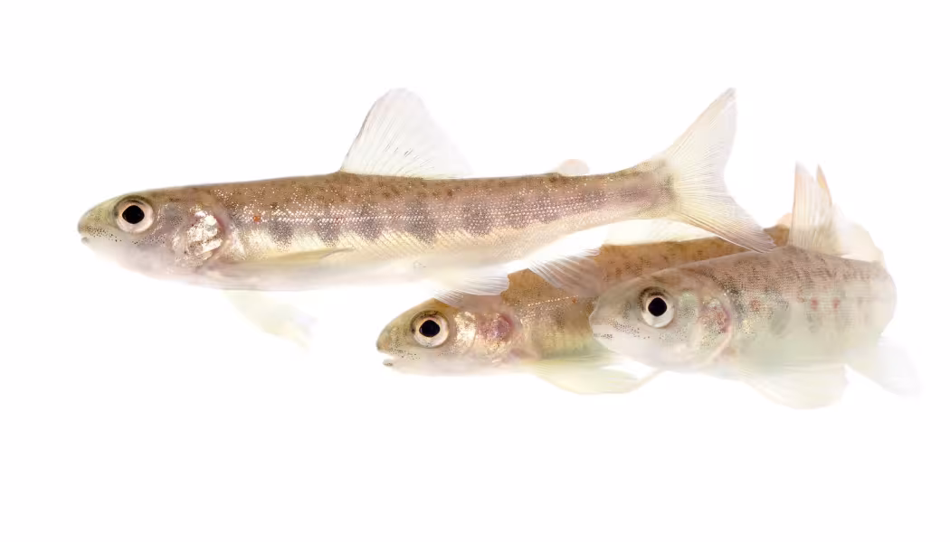 Tre laxar (salmo salar) som simmar. Foto: Jörgen Wiklund SLU