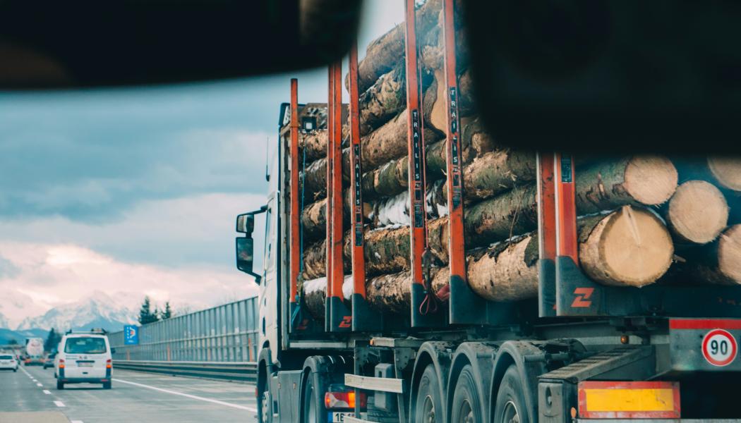 Timmer på väg ut i världen. Foto: Krzysztof Kowalik