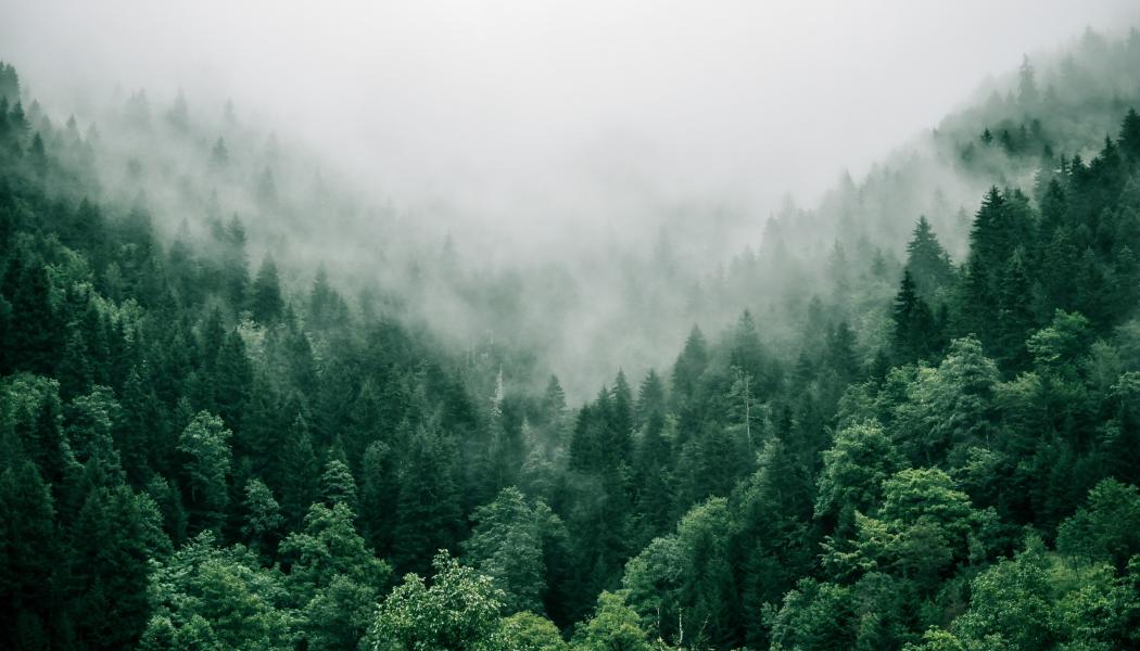 Foto: Marita Kavelashvili/Unsplash