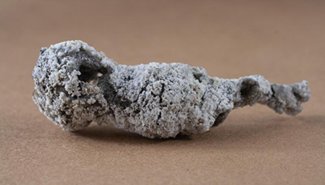 Foto:Matthew Pasek/USF.