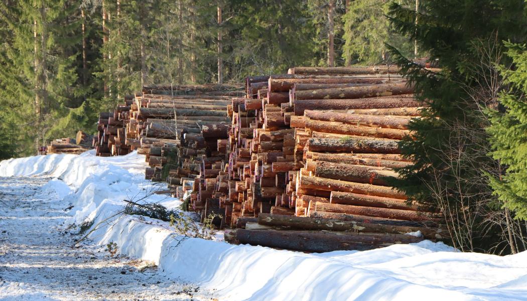 The issue of logging levels, therefore, goes beyond environmental policy. It also raises questions about where production will take place in the future. Photo: Metsäkeskus ( Forets central )