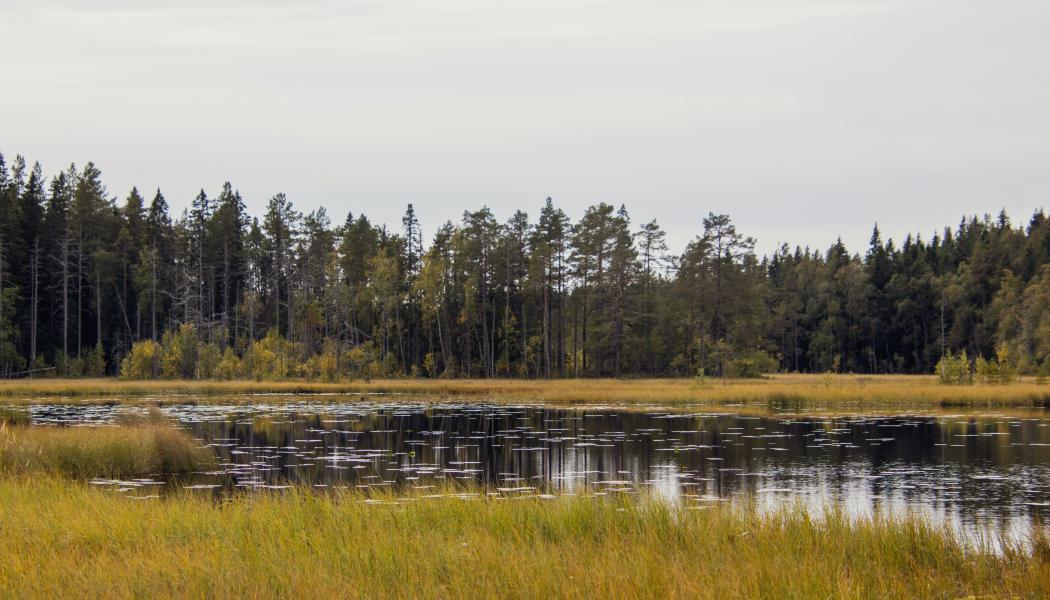 Grössjön. Foto: Axel Josefsson/Unsplash