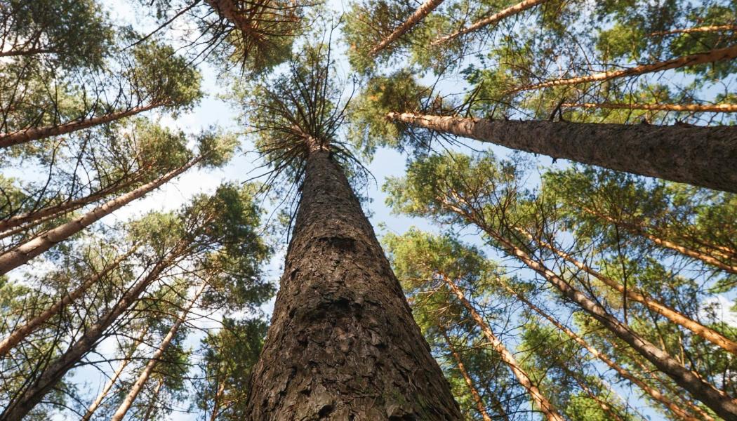 Grot, alltså grenar och toppar, är en användbar restprodukt i skogsbruket som intresserar flera aktörer på olika marknader. Foto: Mikhail Peace