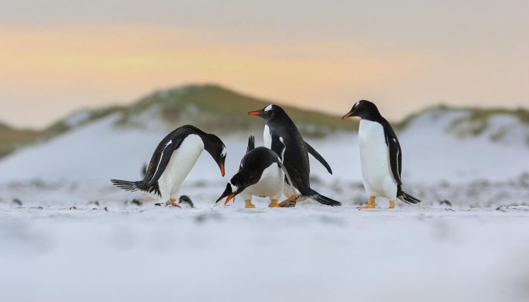 Åsnepingviner. Foto: Samuel Arkwright/Unsplash