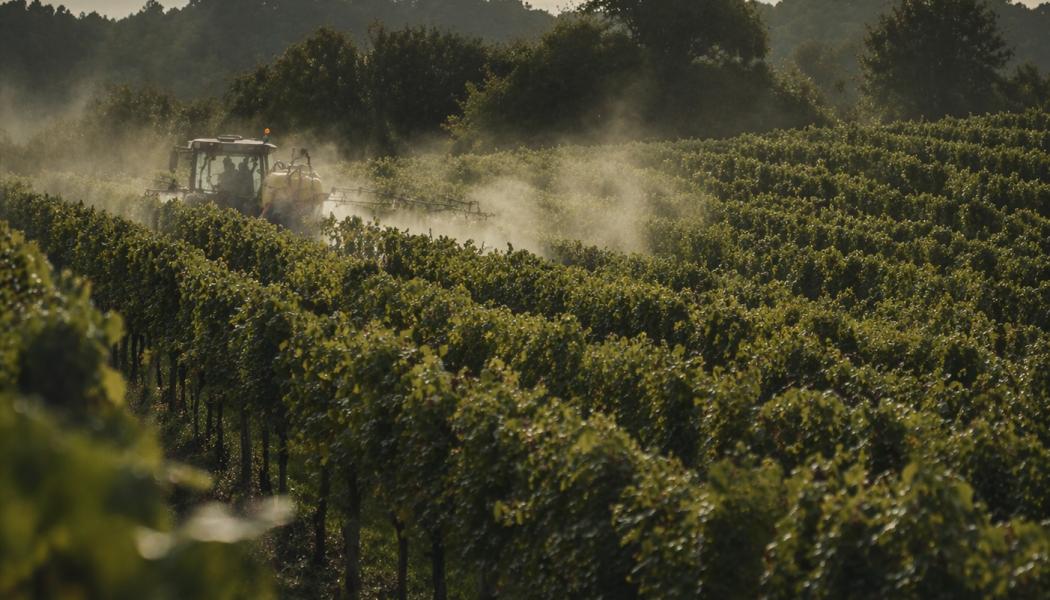 Vingård. Foto: Fredrik Schelin