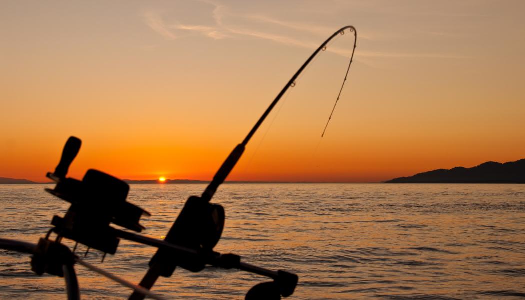 Begränsat fritidsfiske efter pigghaj möjligt Foto:  james wheeler/unsplash