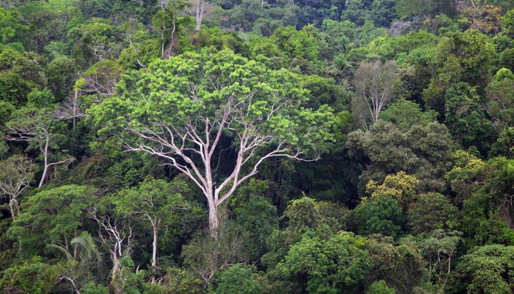 The tropical timber and pulp sector is falling vastly short of its traceability and zero deforestation reporting, new research from international conservation charity ZSL reveals. Photo: David Johnston/ZSL