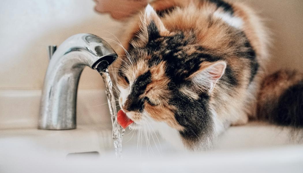 Nya EU-gemensamma krav införsför material i kontakt med dricksvatten. Foto: Sugarman Joe/Unsplash