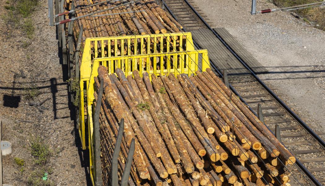2025 transporterades 3,1 miljoner kubikmeter rundved på järnväg, vilket är den högsta volymen någonsin för företaget. Foto: SCA. 