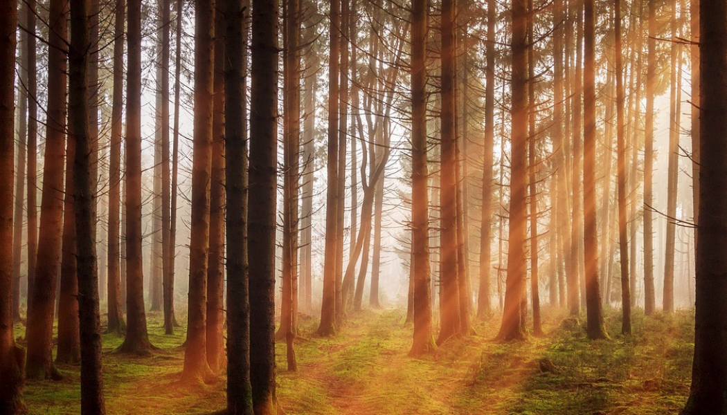 konjunkturläget som gör att efterfrågan på träråvaror minskat. Arkivbild