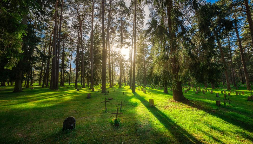 Tallarna har gett Skogskyrkogården dess namn. Foto: Alexander Assal.